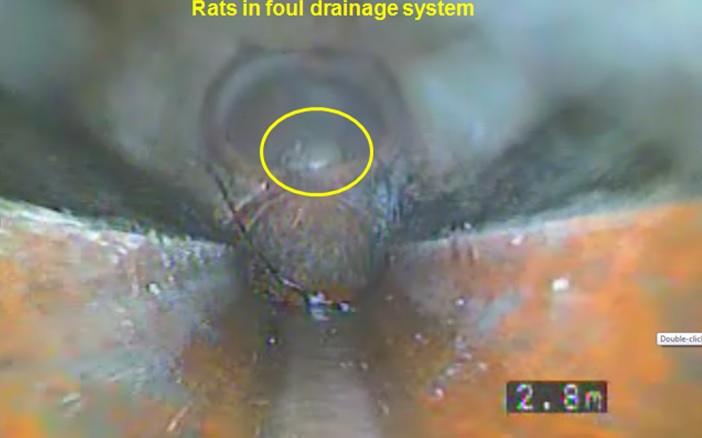 Rats in foul drainage system
